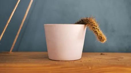 Shock Wave Therapy (ESWT) for Erectile Dysfunction